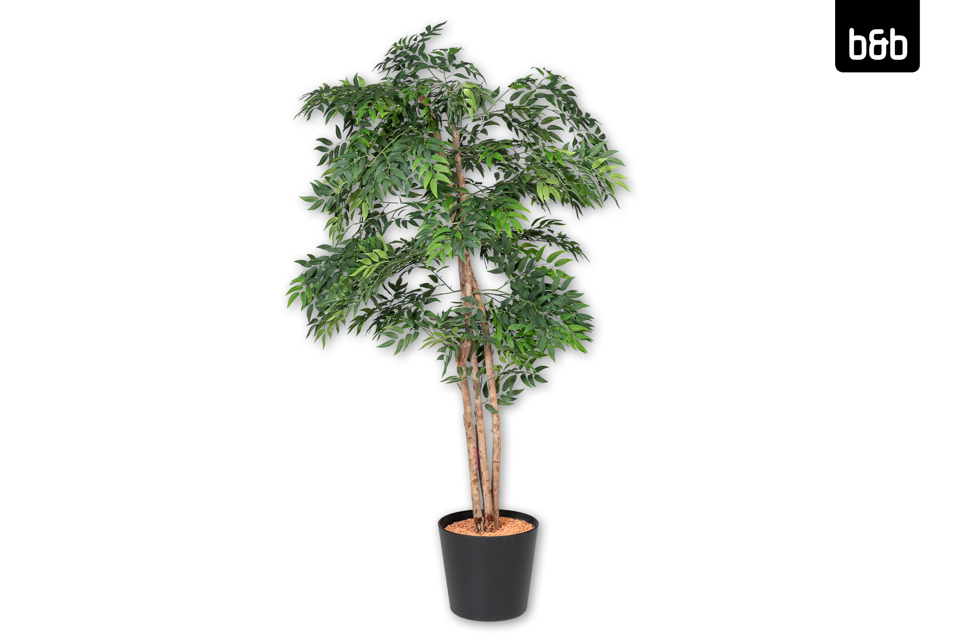 Kunstpflanze, Ficus Longifolia, 165cm